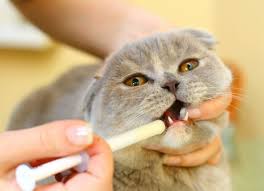 These are treats with a hollow middle and an opening for you to insert medication. How To Get Your Cat To Take A Pill Petmd