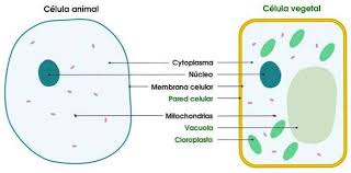 Apa perbedaan sel hewan dan sel tumbuhan? Ciri Ciri Bahagian Dan Fungsi Sel Haiwan Jenis Biologi Thpanorama Buat Diri Anda Lebih Baik Hari Ini