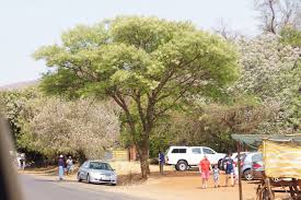 Image result for Acacia burkei