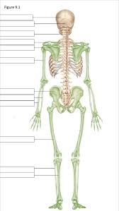 Like other parts of our body bones keep changing all the time. Major Bones Of The Body Posterior View 1 Diagram Quizlet
