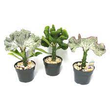 The most striking feature is its crest resembling a rugged sea coral. Landscape Basics 6 Inch Coral Cactus The Home Depot Canada