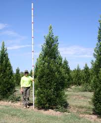 Image result for Cryptomeria