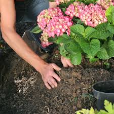 Hortensien Pflanzen Tipps Fur Beet Und Topf In 2020 Hortensien Garten Bepflanzung Pflanzen