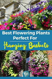 Maybe you would like to learn more about one of these? 15 Best Flowering Plants For Hanging Baskets Gardening Chores