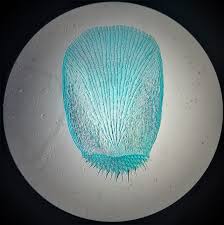 Ctenoid (toothed) scales are like cycloid scales, except they have small teeth or spinules called ctenii along their outer or posterior edges. Cool Science Junk Ctenoid Fish Scale Ctenoid Toothed Scales