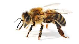 Noun feminine biene f (genitive biene, plural bienen, diminutive bienchen n or bienlein n) ;; Welt Ohne Bienen Ohne Uns Wwf Junior