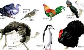 Aves Pengertian Karakteristik Dan Klasifikasinya