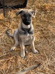 Comment and tell me what you think :). Silver Mountain Shepherds Excellence In German Shepherd Puppies And Dogs