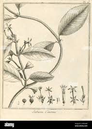 Image result for Sabicea venosa