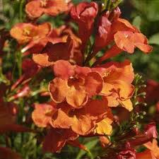 Image result for Tecoma weberbauriana