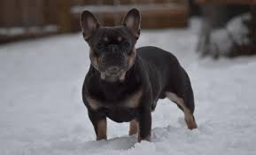 Come with current vaccinations, current deworming and microchipped. French Bulldog Puppy For Sale Adoption Rescue For Sale In Aurora Illinois Classified Americanlisted Com
