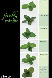 Freshly Minted Alive Types Of Mint Plants Peppermint Plants Mint Plants