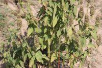 Image result for Cantinoa americana