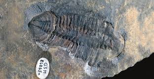 This type of trilobite is called phacops. Trilobites British Geological Survey