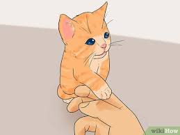 4 ways to tell how old a kitten is wikihow