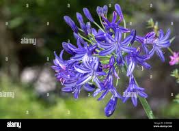 Image result for Agapanthus codii