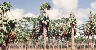 Pokok atau tumbuhan ialah sebahagain daripada alam benda hidup yang terdapat di alam semesta ini. 5 Penyakit Pokok Betik Yang Akan Menjejaskan Hasil Buah Impiana
