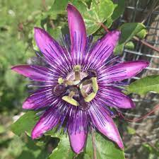 Are You Sick Of Seeing Passion Flowers Yet Im Not Gardening Garden Diy Home Flowers Roses Nature Landscaping Hor Passion Flower Flowers Horticulture