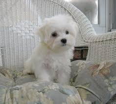 Petland dallas does a deep sanitizing of all areas twice daily and sanitizes in between each customer and puppy interaction. Maltese For Sale In Dallas County 269 Petzlover
