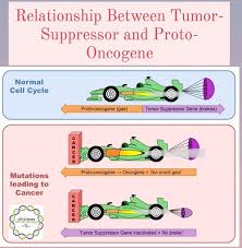Image result for Oncogene