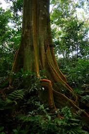 Image result for Newtonia