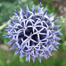 Image result for Echinops longifolius