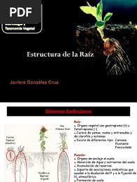 Estructura de La Raíz: Universidad Santo Tomás