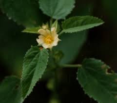 Image result for Sida spinosa