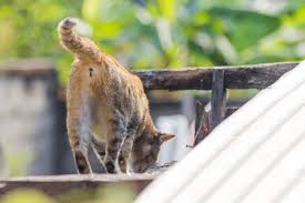 We did not find results for: How To Get Rid Of Cats Your Ultimate Guide Pests Banned
