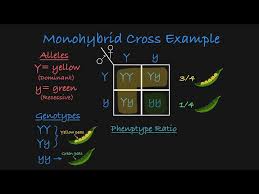 Monohybrid crosses (mendelian inheritance) vocabulary practice! Genetic Crosses Simple Monohybrid Cross Ib Biology Golectures Online Lectures