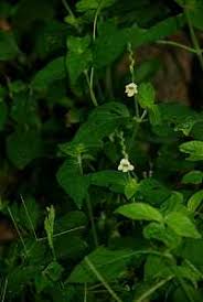 Image result for Achyrospermum aethiopicum