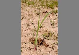 Image result for Echinochloa crus-galli