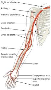 Labeled diagrams did you know? Arm Bone Diagram Koibana Info Arteries Anatomy Arteries And Veins Anatomy