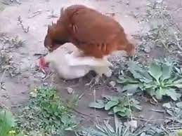 keklik ve tavukgun ciftlesmesi videolu ruya tabirleri kurdele oyasi sifa duasi