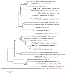 Viruses Free Full Text Metagenomic Analysis Reveals