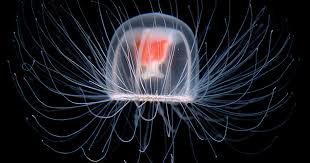 Image result for Jellyfish