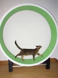 8 Cat Exercise Wheel Diy Projects Cat Exercise Wheel Diy Cat Exercise Wheel Cat Exercise