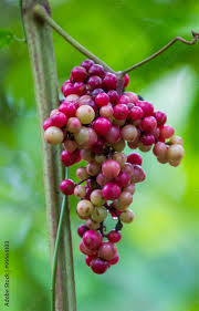 Image result for Ampelocissus