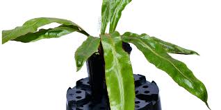 Image result for Elaphoglossum spathulatum