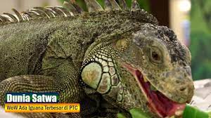 Oleh karena itu, ular memerlukan bantuan dari lingkungannya agar bisa menghangatkan tubuh dan bertahan hidup. Wow Ada Iguana Terbesar Di Ptc Ternyata Iguana Suka Sayur Youtube