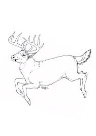 They can be found in north western parts of north america. Coloring Pages Dear Running Coloring Pages