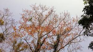 Đang chuẩn bị phương án xây dựng các bệnh viện dã chiến tại tỉnh… Trá»'n Gia Láº¡nh Vá» Háº£i DÆ°Æ¡ng Ngáº¯m Rá»«ng Phong La Ä'á» áº¥m Rá»±c Cáº£ Báº§u Trá»i