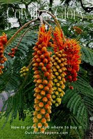 Image result for Colvillea