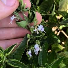 Image result for Hypoestes forskaolii