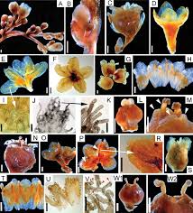 Image result for Cuscuta kilimanjari