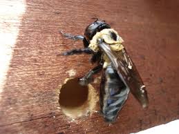 Cdn And The City A St Louis Real Estate Blog Carpenter Bees What They Are And How To Get Rid Of Them Carpenter Bee Trap Carpenter Bee Wood Bees