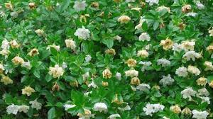 Image result for Jasminum schimperi