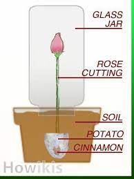 Propagate Roses Using Organic Materials As Root Hormone Which Everyone Has In Their Cupboards Cinnamon And Propagating Plants Propagating Roses Rose Cuttings
