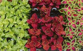 Image result for Coleus