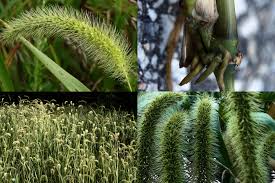 Image result for Melinis macrochaeta